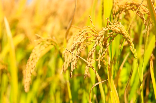 微信截圖_20241217092605.png 微信截圖_20241217092605.png